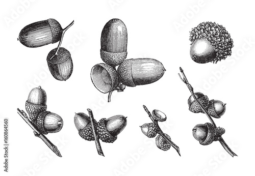 set of acorns / vintage illustration 