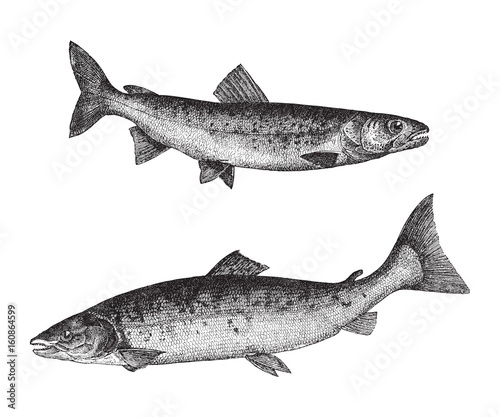 Huchen above and Atlantic salmon below / vintage illustration 