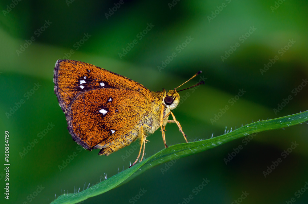 Fototapeta premium Common Chestnut Bob or Iambrix salsala on blade with green background.