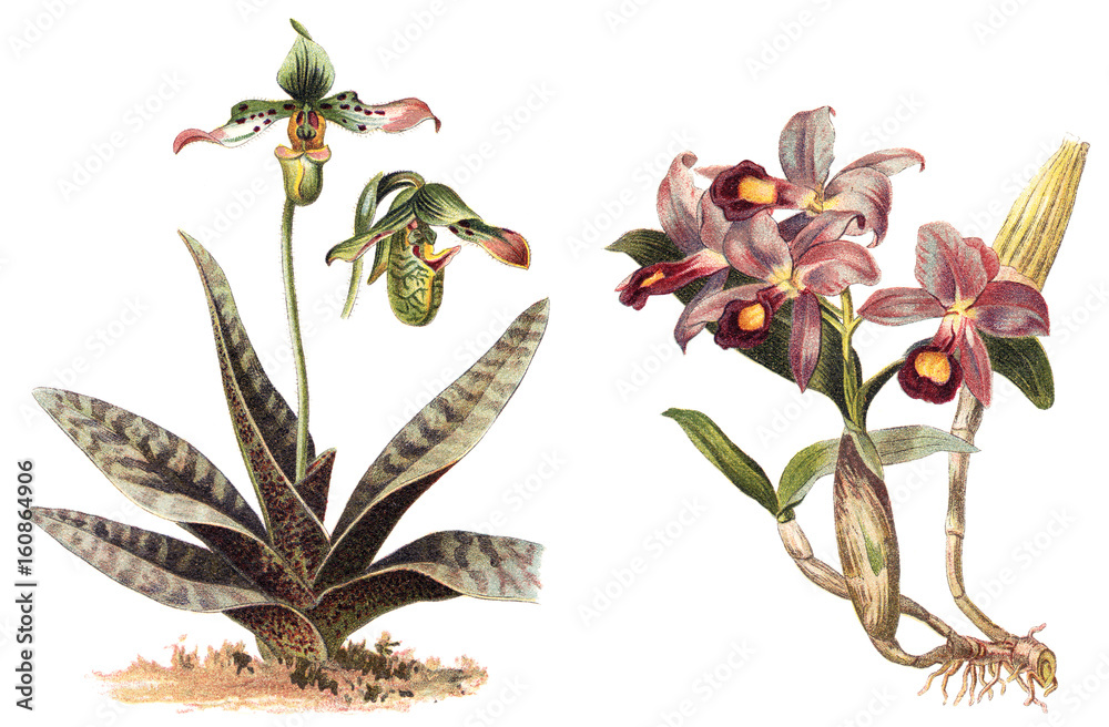 Orchid - left Paphiopedilum venustum and right Cattleya Skinneri / vintage illustration  - obrazy, fototapety, plakaty 