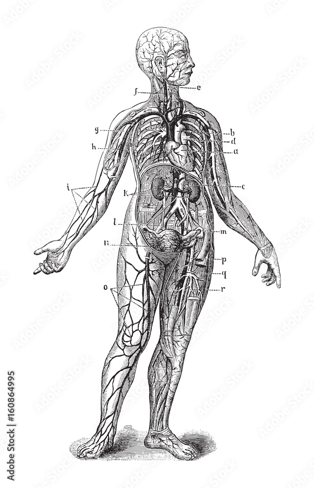 Human anatomy / vintage illustration