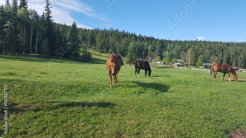 Two Horses © Sean