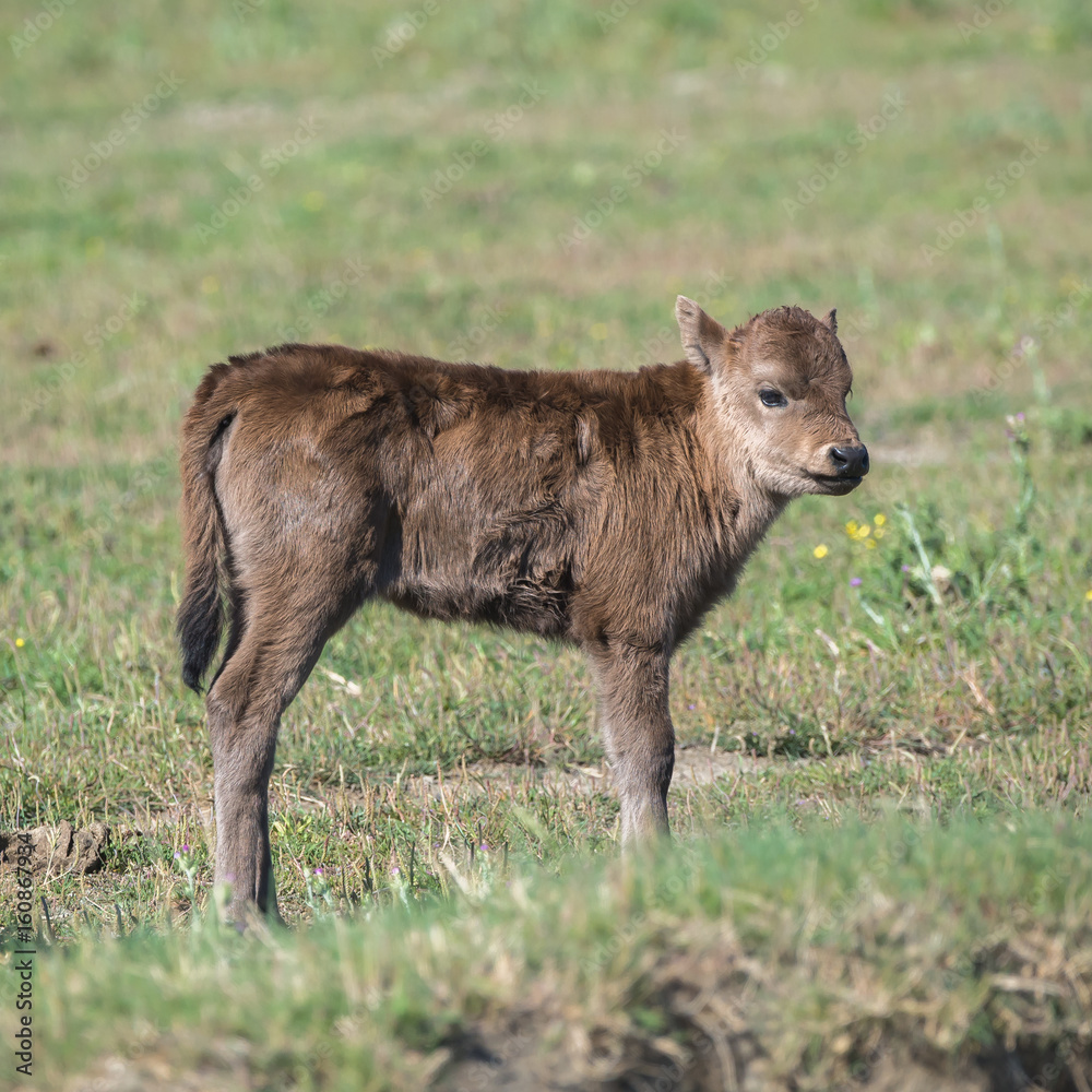 Calf in a field in Camargue, wild bulls Calf in a field in Camargue, wild bulls