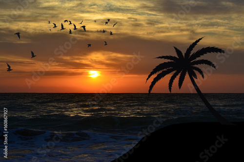 Fototapeta Naklejka Na Ścianę i Meble -  Palm on the beach
