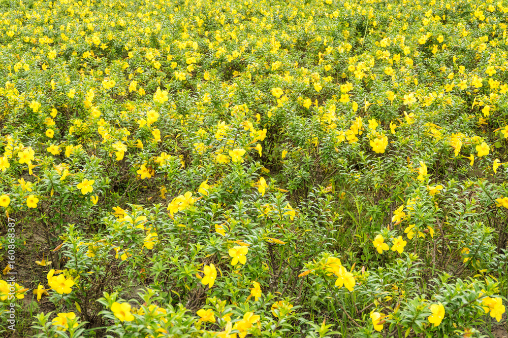 Obraz premium Yellow flowers garden