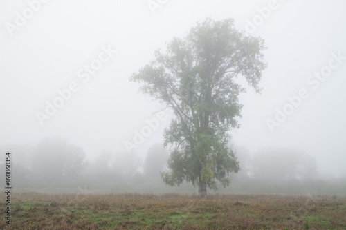 there is lonely tree in the foggy meadow in autumn
