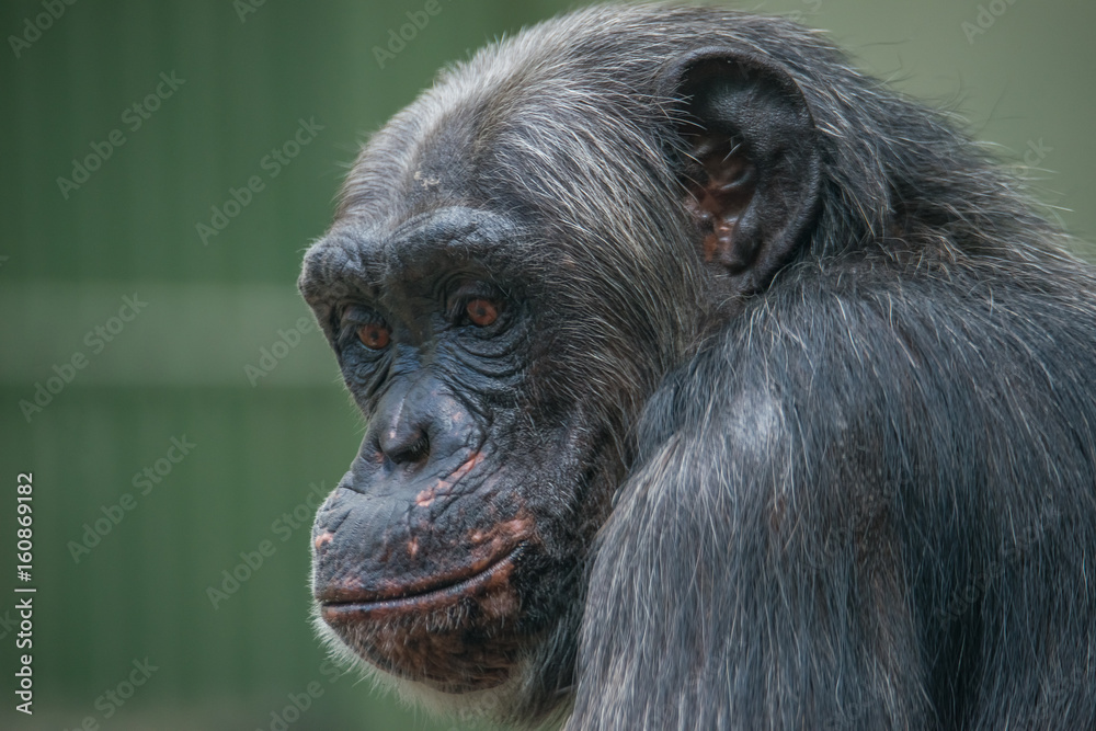 Chimpanzee portrait close up at open resort Chimpanzee portrait close up at open resort