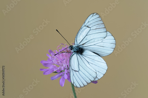 Black-veined white butterfly (Aporia crataegi) on flower