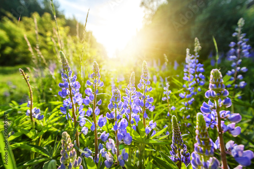 Fototapeta Naklejka Na Ścianę i Meble -  Beautiful blue wildflowers, lupines in a field at sunset. Summer floral background