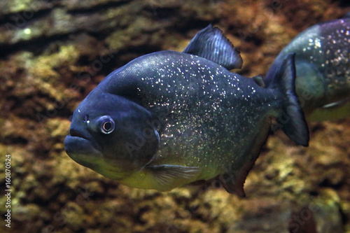 Red-Bellied Piranha