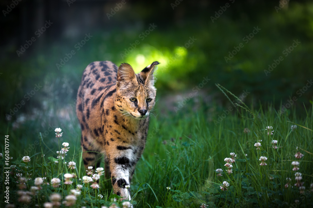 Naklejka premium Magnificent Serval hunting