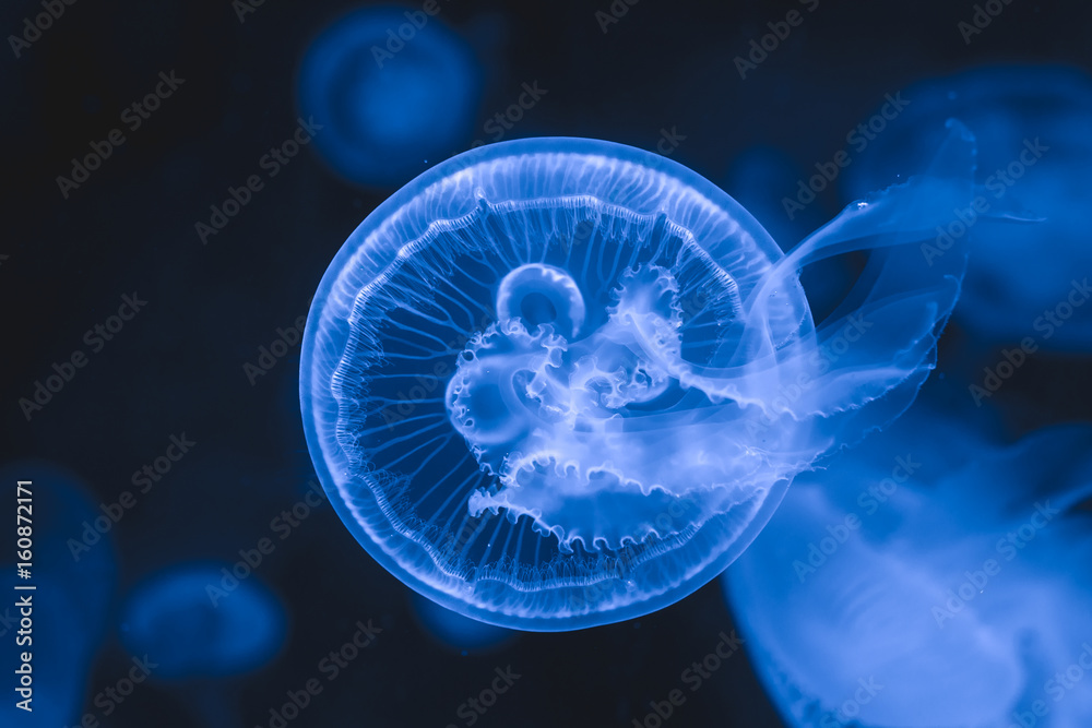 Beautiful jellyfish swimming in the water Beautiful jellyfish swimming in the water