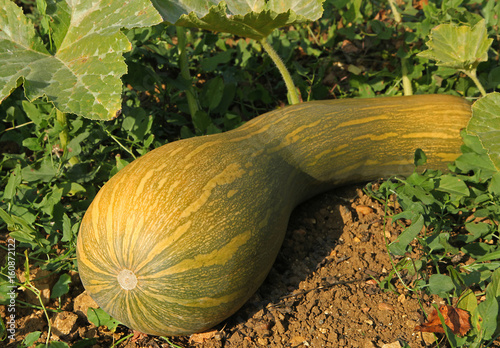 Tableau sur toile Courge longue de Nice