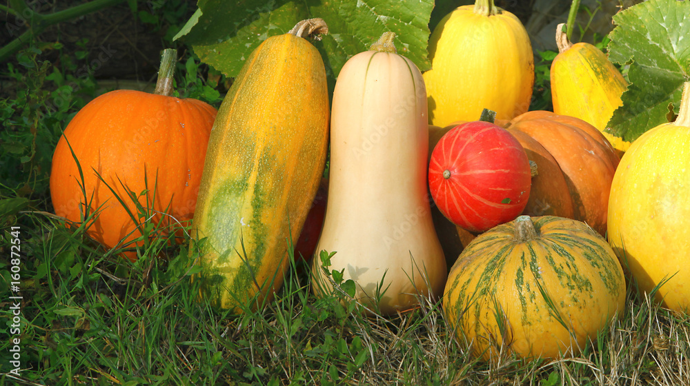 Différentes variétés de courges Photos Adobe Stock