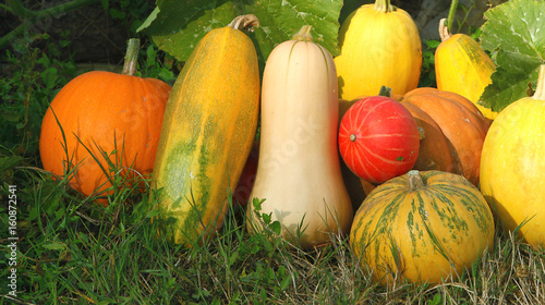 Quadro su tela Différentes variétés de courges