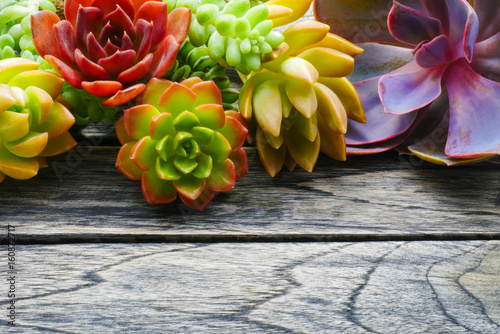 Close up cute colorful succulent plant with copy space for text on wooden table background.