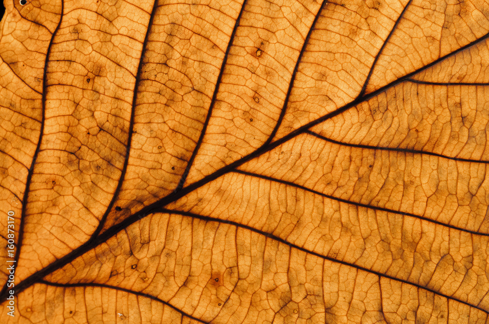 Obraz premium Bright dry autumn leaf close-up