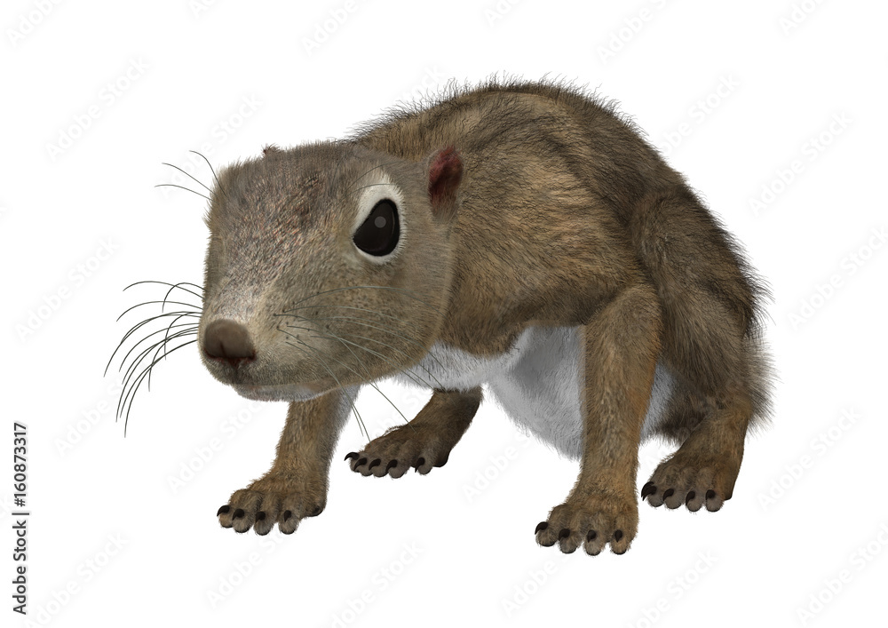 Obraz premium 3D Rendering Gambian Sun Squirrel on White