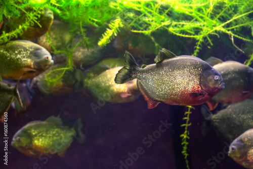 A piranha swims out of the group