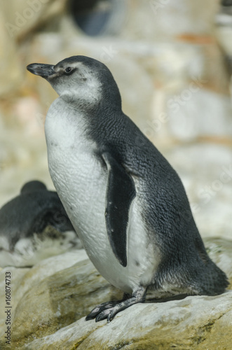 Young penguin prepares to dip in the water