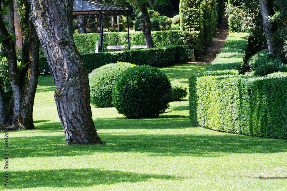 Jardin arbuste décoratif