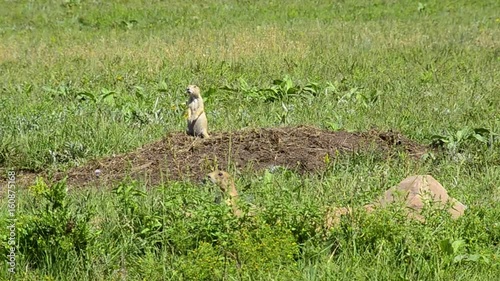 Prairie Dog barking in custer State Park, South Dakota. With sound.