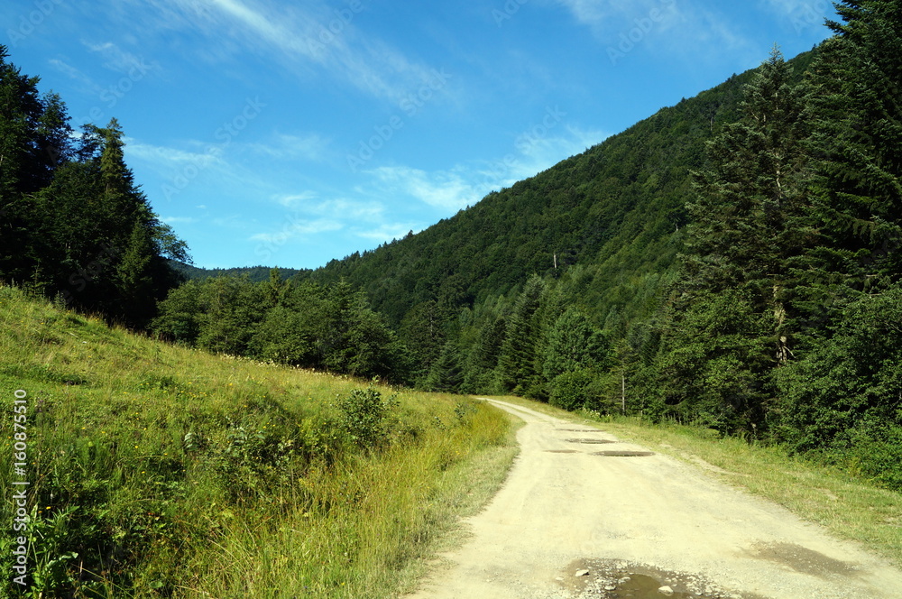 Road in a mountain forest near a green glade and tall trees
