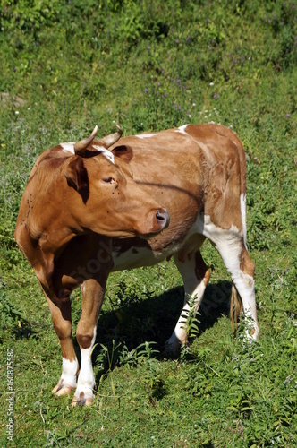 A cow with brown and white wool grazes on a green meadow © Vira