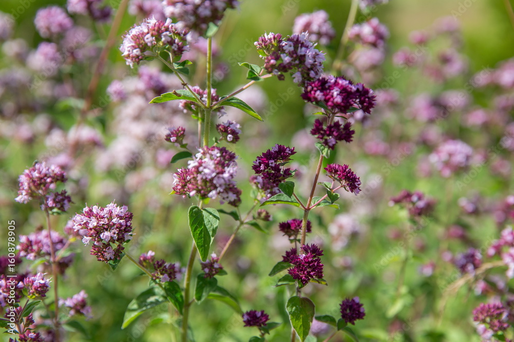 Purple flowers of origanum vulgare or common oregano, wild marjoram. Purple flowers of origanum vulgare or common oregano, wild marjoram.