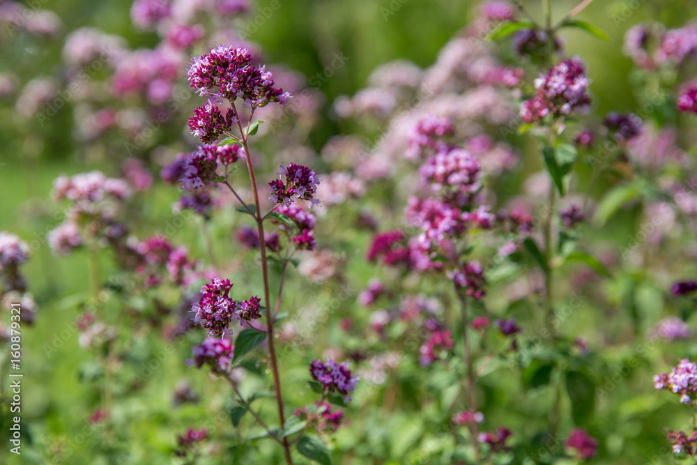 Purple flowers of origanum vulgare or common oregano, wild marjoram. Purple flowers of origanum vulgare or common oregano, wild marjoram.