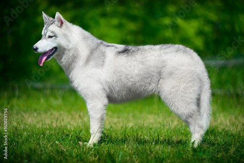 Siberian husky