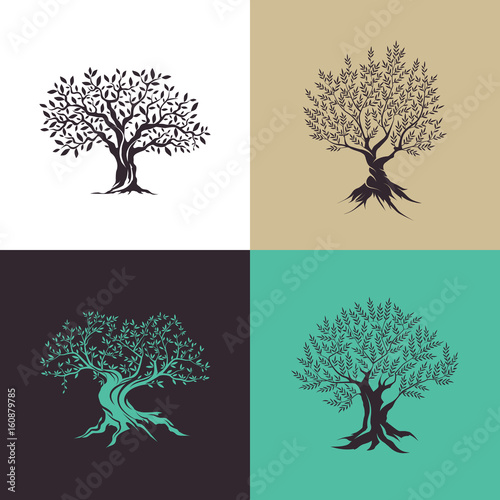 Beautiful magnificent olive tree silhouette isolated on color background.