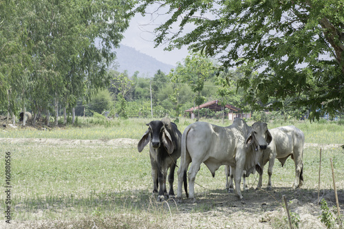 Herd of cows standing under a tree