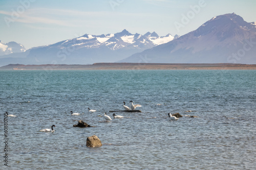 Black-necked Swan  Cygnus melancoryphus  in Almirante Montt Gulf in Patagonia - Puerto Natales  Magallanes Region  Chile
