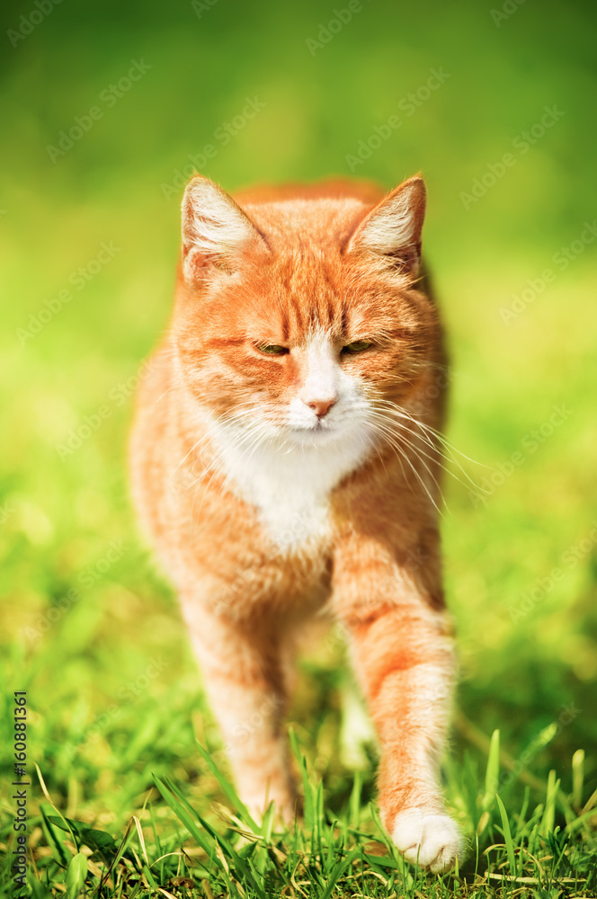 Redheaded cat on green grass