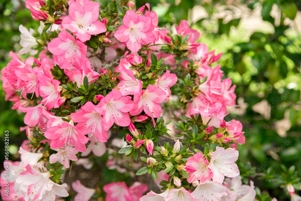 azalea(SATSUKI BONSAI) azalea(SATSUKI BONSAI)