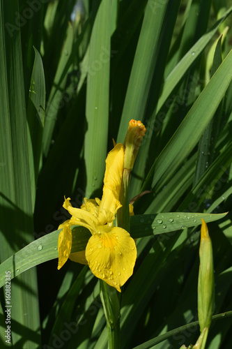 Fototapeta Naklejka Na Ścianę i Meble -  Pretty Flowering Yellow Iris in a Garden Blooming