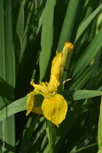 Fototapeta Naklejka Na Ścianę i Meble -  Pretty Yellow Iris Flower with Dew Drops on It's Petals