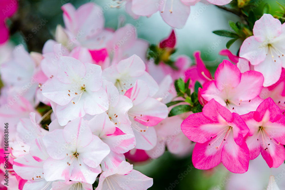 azalea(SATSUKI BONSAI) azalea(SATSUKI BONSAI)