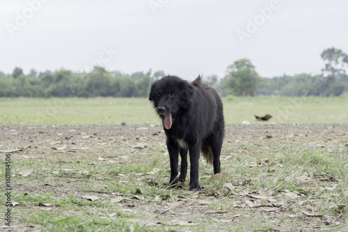 Black furry dog Standing and yawn on the ground