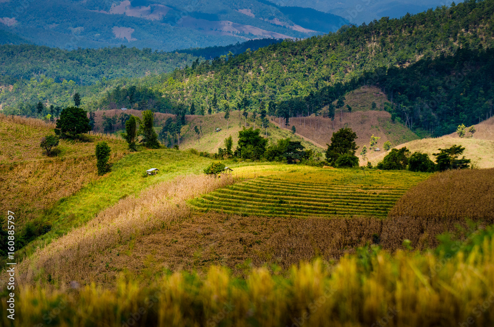 Pa Pong Piang Rice terraces, Mae Cham, Chiang Mai, Thailand.