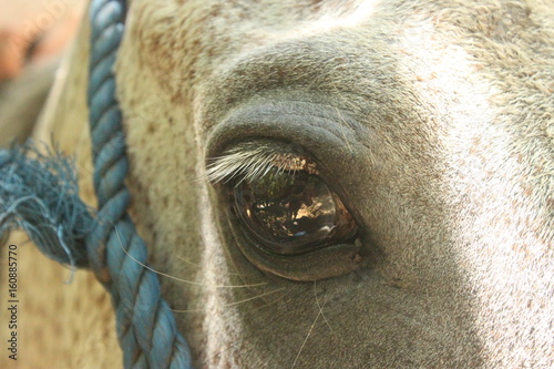 oja de caballo photo