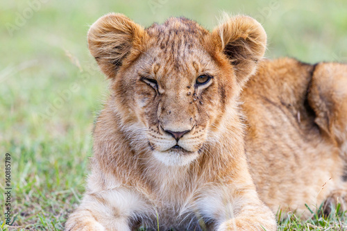 Lion Cub bothered by the flies crawling on its nose