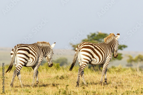 zebras walking in the African savannah landscape