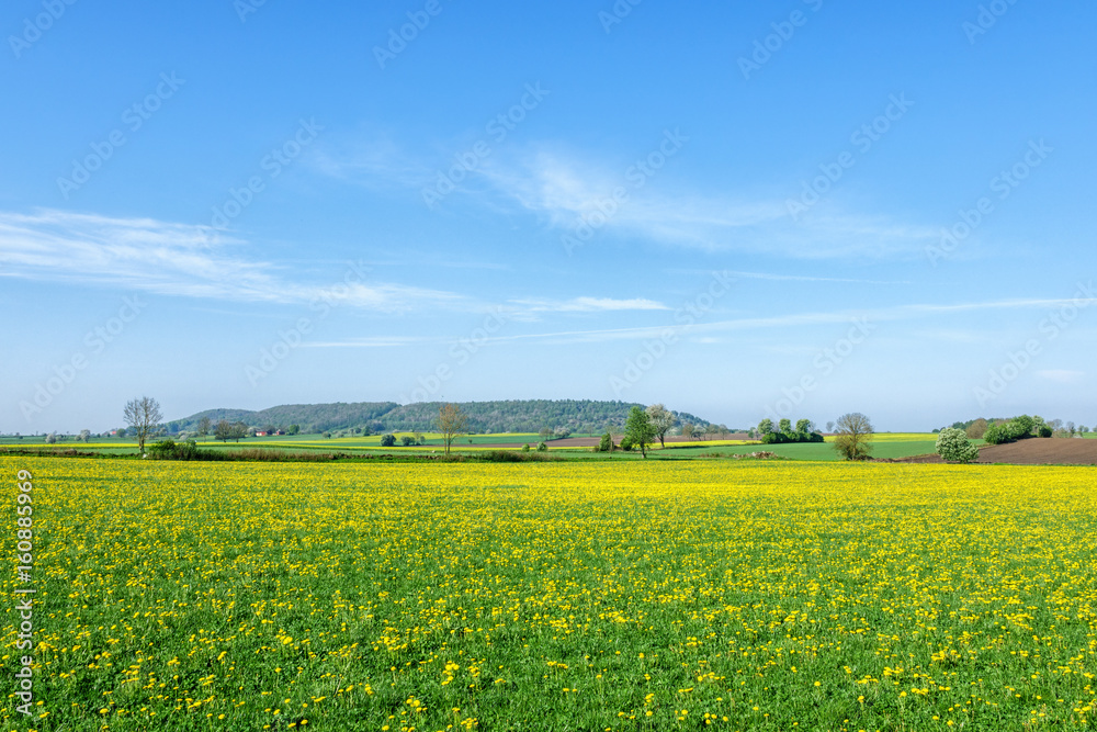 Flowering field with a hill on the horizon Flowering field with a hill on the horizon
