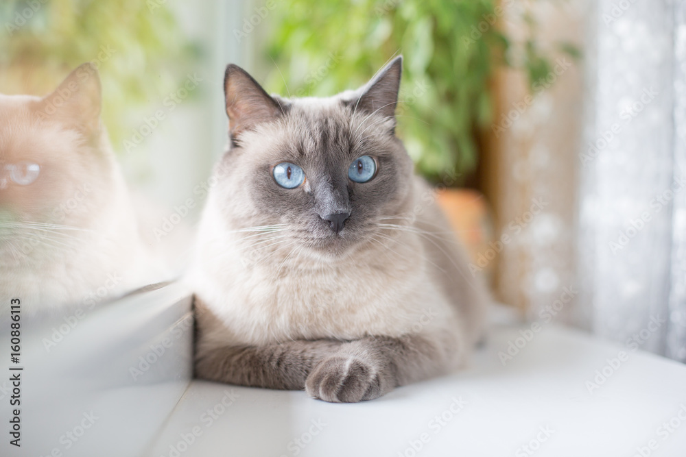 cute Siamese cat with blue eyes lying on the windowsill