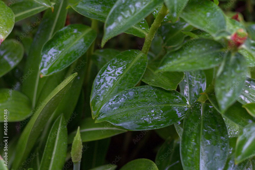 background of leaves green bush close up (low key, soft focus) background of leaves green bush close up (low key, soft focus)