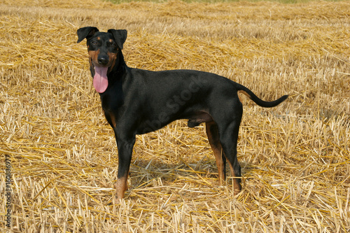 Slika na platnu Portrait of a Manchester Terrier dog