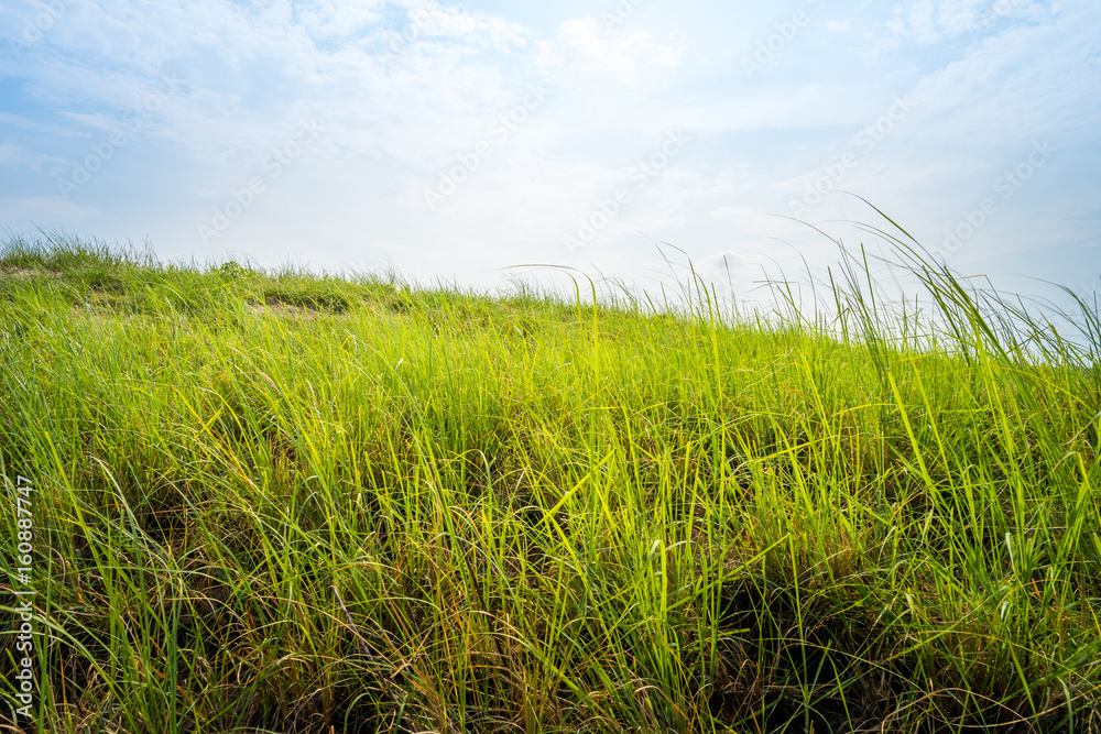 Fototapeta premium grass field on blue sky background