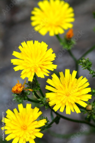 Four yellow forest hawk weed flowers close up. photo